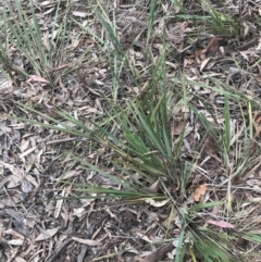 Dianella revoluta var. revoluta (Black-Anther Flax Lily) at Acton, ACT - 4 Sep 2022 by Tapirlord