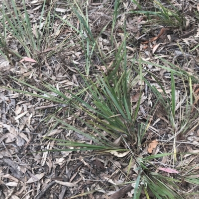 Dianella revoluta var. revoluta (Black-Anther Flax Lily) at Acton, ACT - 4 Sep 2022 by Tapirlord