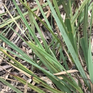 Dianella revoluta var. revoluta at Acton, ACT - 4 Sep 2022 11:41 AM