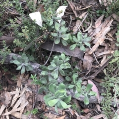 Persoonia rigida at Acton, ACT - 4 Sep 2022