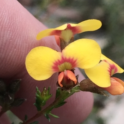 Dillwynia phylicoides (A Parrot-pea) at Black Mountain - 4 Sep 2022 by Tapirlord