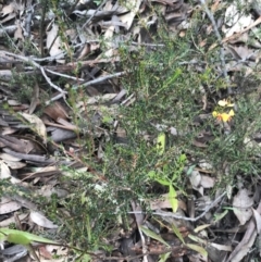 Dillwynia phylicoides at Acton, ACT - 4 Sep 2022 11:39 AM