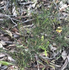 Dillwynia phylicoides at Acton, ACT - 4 Sep 2022