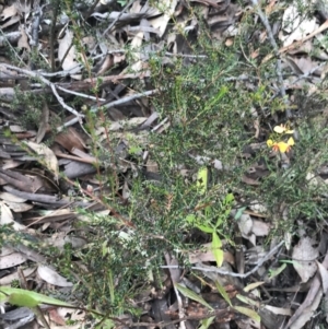 Dillwynia phylicoides at Acton, ACT - 4 Sep 2022