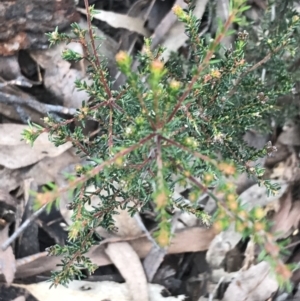 Dillwynia phylicoides at Acton, ACT - 4 Sep 2022