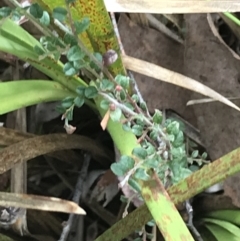 Bossiaea buxifolia at Acton, ACT - 4 Sep 2022