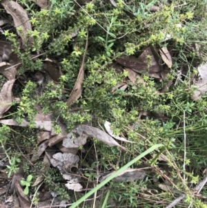 Pultenaea procumbens at Acton, ACT - 4 Sep 2022