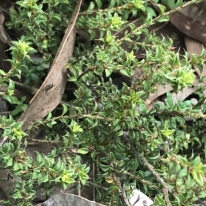 Pultenaea procumbens at Acton, ACT - 4 Sep 2022