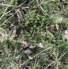 Pultenaea procumbens at Acton, ACT - 4 Sep 2022