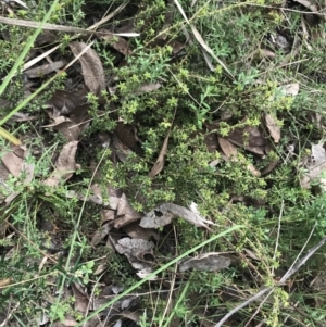 Pultenaea procumbens at Acton, ACT - 4 Sep 2022