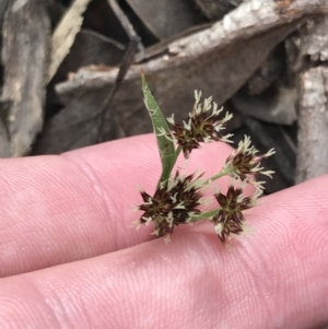 Luzula meridionalis at Acton, ACT - 4 Sep 2022