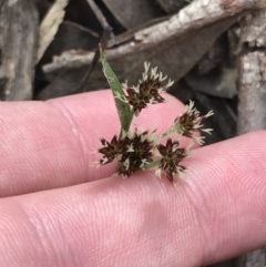 Luzula meridionalis at Acton, ACT - 4 Sep 2022