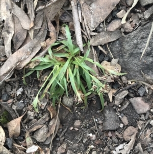 Luzula meridionalis at Acton, ACT - 4 Sep 2022