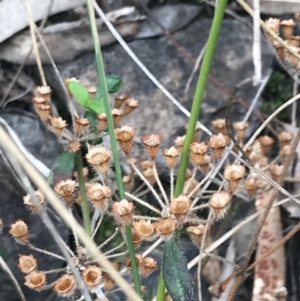 Pomax umbellata at Acton, ACT - 4 Sep 2022