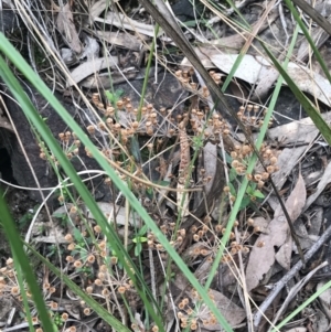 Pomax umbellata at Acton, ACT - 4 Sep 2022