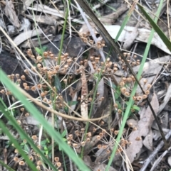 Pomax umbellata at Acton, ACT - 4 Sep 2022