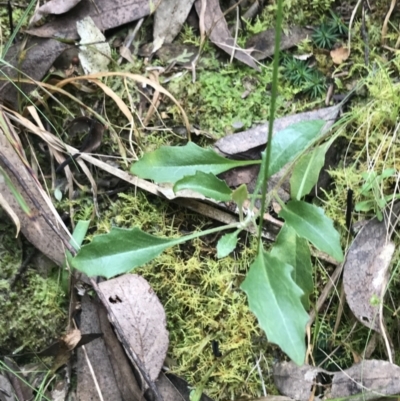 Goodenia hederacea subsp. hederacea (Ivy Goodenia, Forest Goodenia) at Australian National University - 4 Sep 2022 by Tapirlord