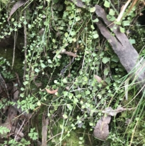 Asplenium flabellifolium at Acton, ACT - 4 Sep 2022