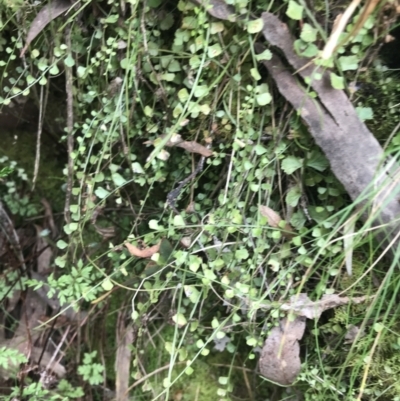 Asplenium flabellifolium (Necklace Fern) at Acton, ACT - 4 Sep 2022 by Tapirlord