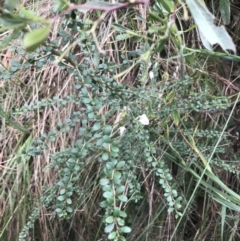 Bursaria spinosa subsp. lasiophylla (Australian Blackthorn) at Black Mountain - 4 Sep 2022 by Tapirlord