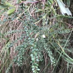 Bursaria spinosa subsp. lasiophylla at Acton, ACT - 4 Sep 2022