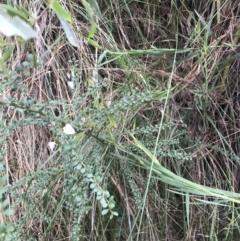 Bursaria spinosa subsp. lasiophylla at Acton, ACT - 4 Sep 2022 11:23 AM