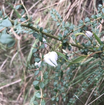 Stypandra glauca (Nodding Blue Lily) at Acton, ACT - 4 Sep 2022 by Tapirlord