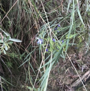 Stypandra glauca at Acton, ACT - 4 Sep 2022 11:23 AM