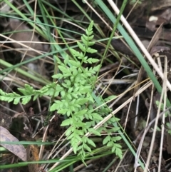 Cheilanthes austrotenuifolia (Rock Fern) at Acton, ACT - 4 Sep 2022 by Tapirlord