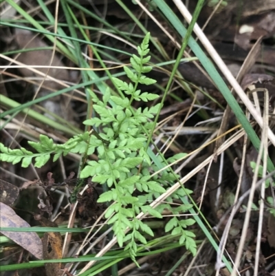 Cheilanthes austrotenuifolia (Rock Fern) at Australian National University - 4 Sep 2022 by Tapirlord