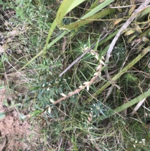 Melichrus urceolatus at Acton, ACT - 4 Sep 2022