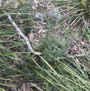 Hibbertia obtusifolia at Acton, ACT - 4 Sep 2022