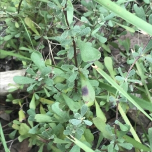 Hibbertia obtusifolia at Acton, ACT - 4 Sep 2022