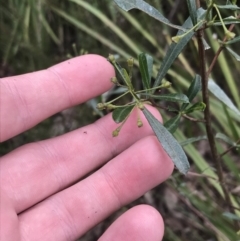 Dodonaea viscosa subsp. spatulata at Acton, ACT - 4 Sep 2022