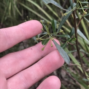 Dodonaea viscosa subsp. spatulata at Acton, ACT - 4 Sep 2022 11:17 AM