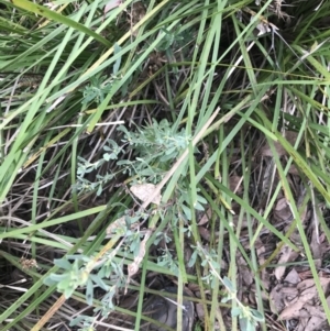 Dodonaea viscosa subsp. spatulata at Acton, ACT - 4 Sep 2022