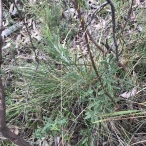 Billardiera scandens at Acton, ACT - 4 Sep 2022