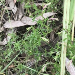 Gonocarpus tetragynus (Common Raspwort) at Black Mountain - 4 Sep 2022 by Tapirlord