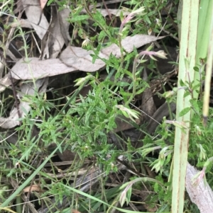 Gonocarpus tetragynus at Acton, ACT - 4 Sep 2022