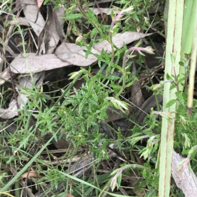 Gonocarpus tetragynus (Common Raspwort) at Black Mountain - 4 Sep 2022 by Tapirlord