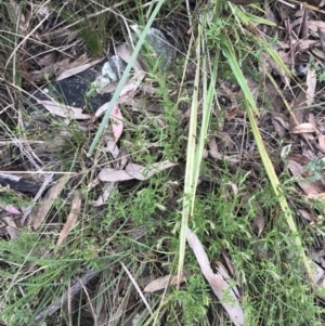 Gonocarpus tetragynus at Acton, ACT - 4 Sep 2022