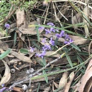 Hovea heterophylla at Acton, ACT - 4 Sep 2022 11:16 AM