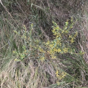 Acacia buxifolia subsp. buxifolia at Acton, ACT - 4 Sep 2022