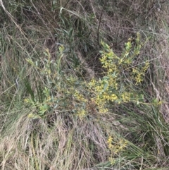 Acacia buxifolia subsp. buxifolia (Box-leaf Wattle) at Acton, ACT - 4 Sep 2022 by Tapirlord