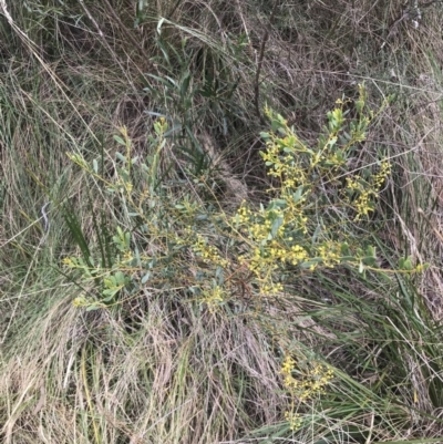 Acacia buxifolia subsp. buxifolia (Box-leaf Wattle) at Black Mountain - 4 Sep 2022 by Tapirlord