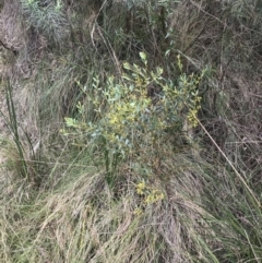 Acacia buxifolia subsp. buxifolia at Acton, ACT - 4 Sep 2022