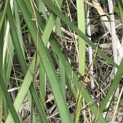 Lomandra longifolia (Spiny-headed Mat-rush, Honey Reed) at Black Mountain - 4 Sep 2022 by Tapirlord