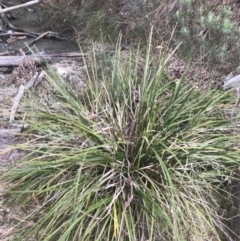 Lomandra longifolia at Acton, ACT - 4 Sep 2022