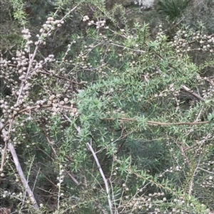 Leptospermum continentale at Acton, ACT - 4 Sep 2022
