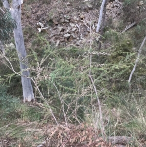 Leptospermum continentale at Acton, ACT - 4 Sep 2022 11:06 AM